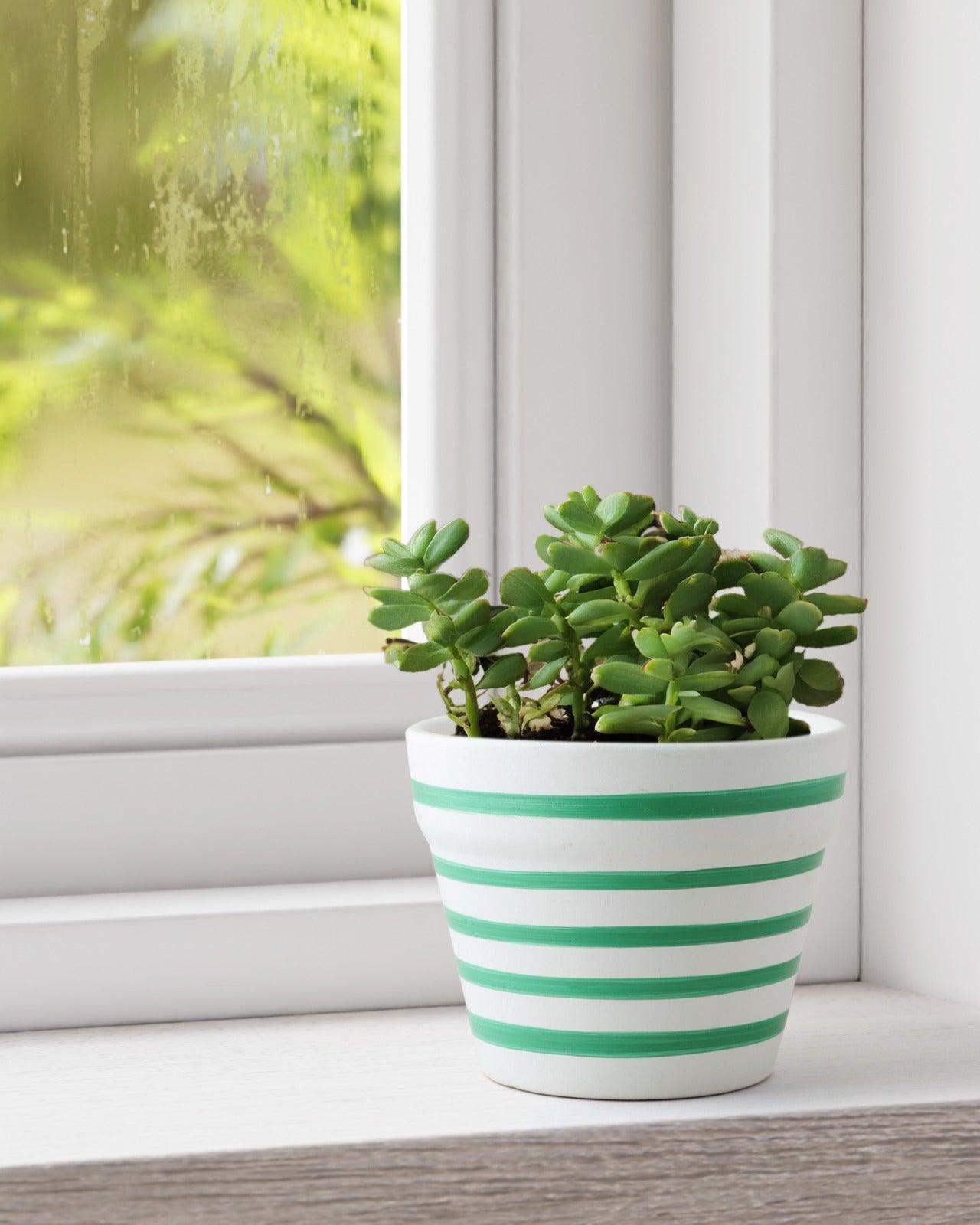 Ceramic Planter Green Stripes - 4x5 - Eyaas